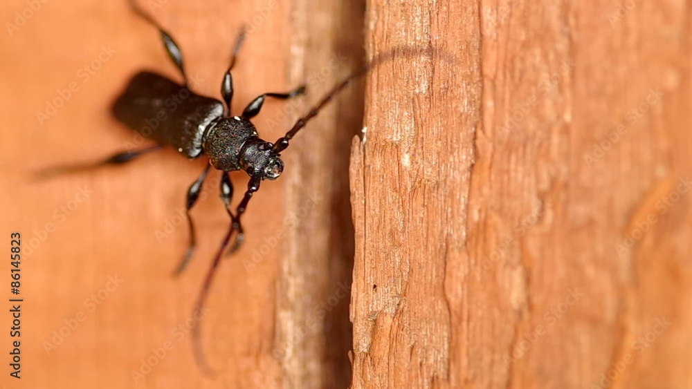 Cerambyx cerdo on a wooden board at the turn spring and summer
Cerambyx cerdo on a wooden board at the turn spring and summer