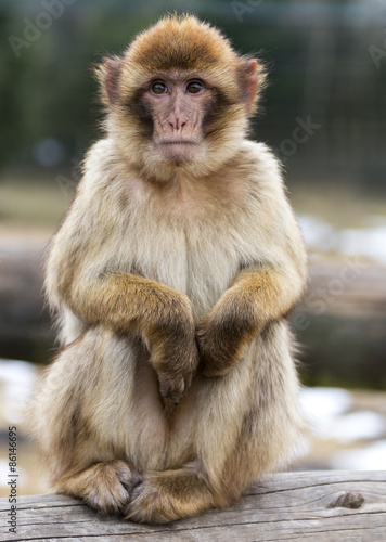 Barbary Macaque © Ruddi