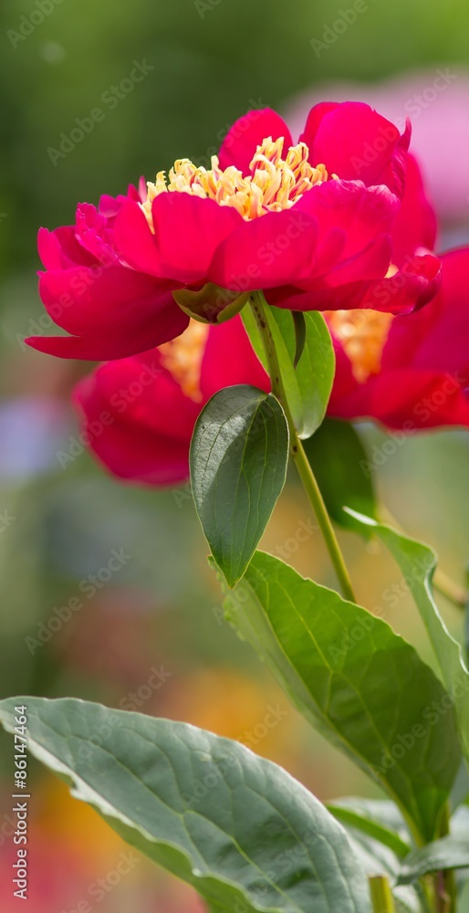 Blüte der Pfingstrose / Flower of the Peony Blüte der Pfingstrose / Flower of the Peony