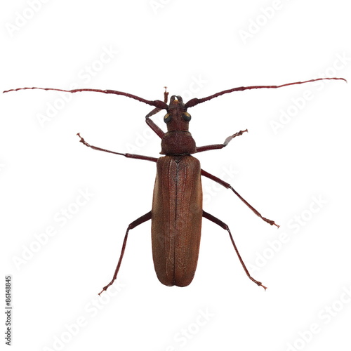 longhorn beetles, brown Cerambyx scopolii  isolated on white background © dule964