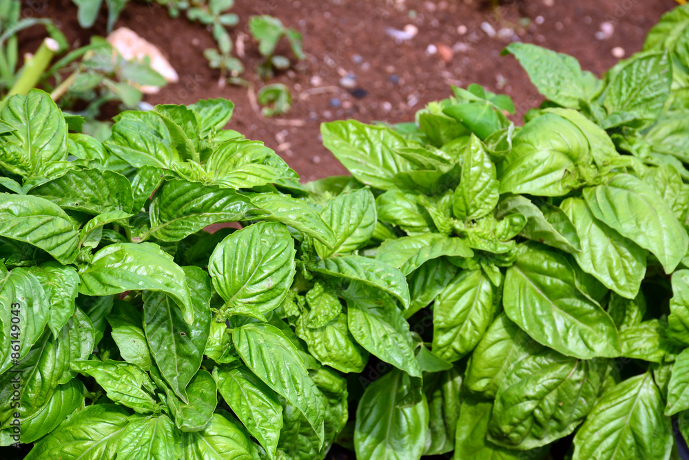 Basil Basil