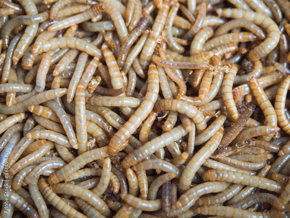 Groups of Mealworm or worms for birds.It is food for pets that eat insects. Groups of Mealworm or worms for birds.It is food for pets that eat insects.