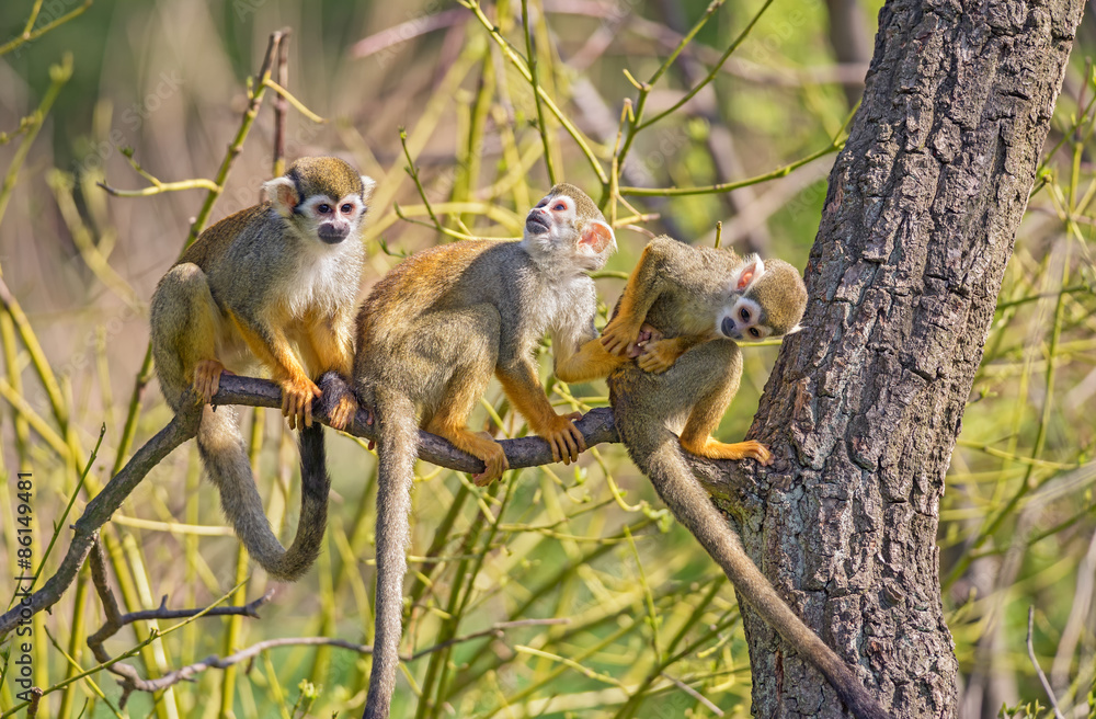 Naklejka premium Common squirrel monkeys on a tree branch