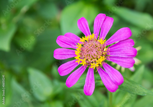 pink zinnia elegans flower