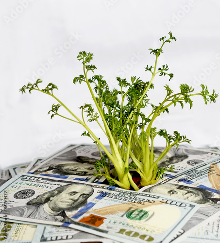 Obraz na płótnie Green sprouts of dollar bills (feed business, prosperity, econom w salonie