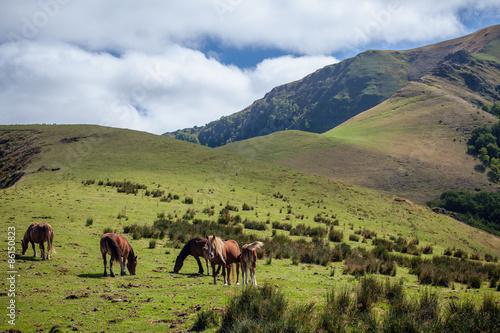 Pottoks - Chevaux basques