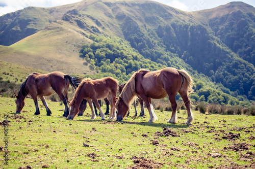 Fototapeta Naklejka Na Ścianę i Meble -  Pottoks - Chevaux basques
