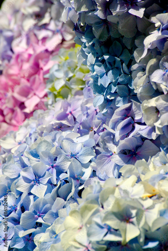 Obraz premium Hortensias