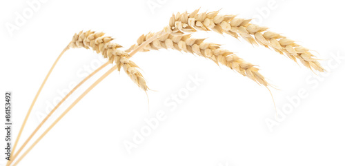 Wheat Bunch