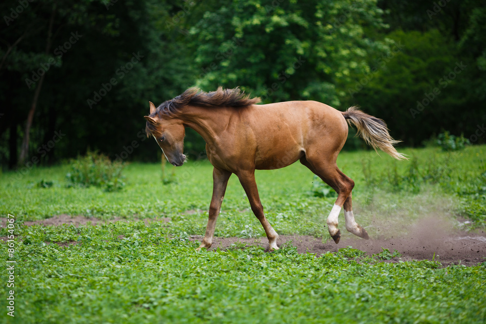 Running young foal