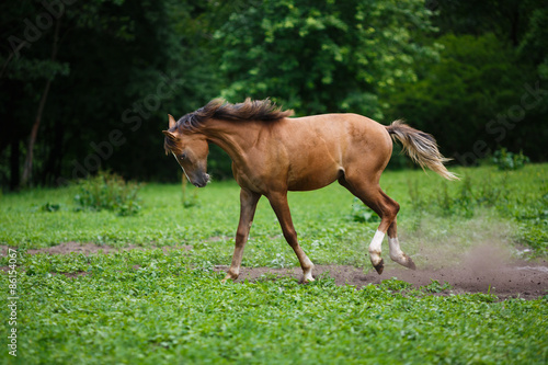 Running young foal © castenoid
