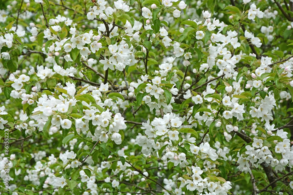 Blooming apple tree at the park. Spring season scene Blooming apple tree at the park. Spring season scene