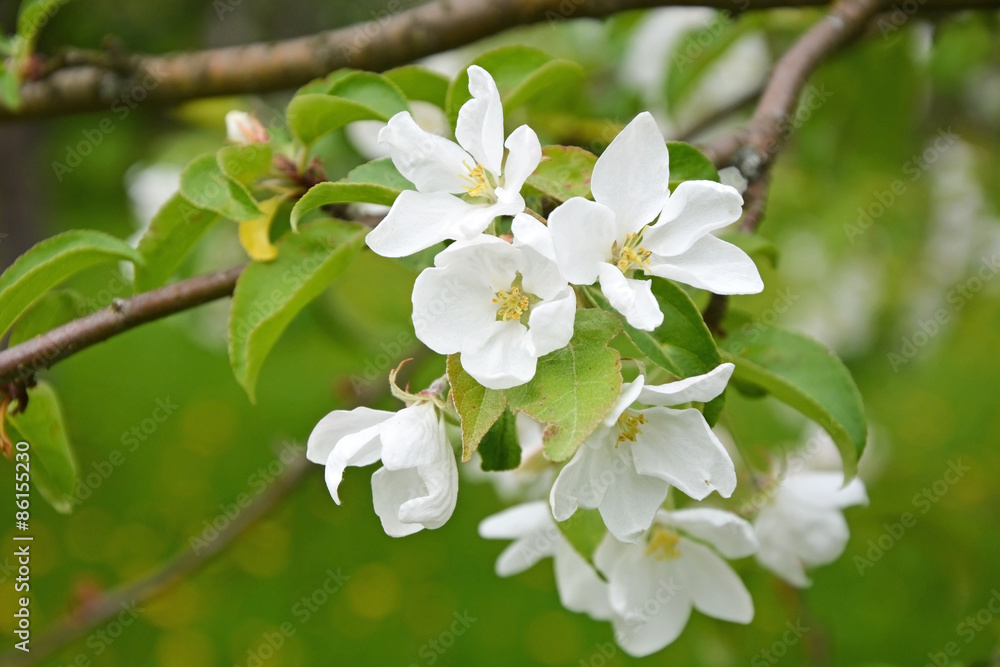 Fototapeta premium Blooming apple tree at the park. Spring season scene
