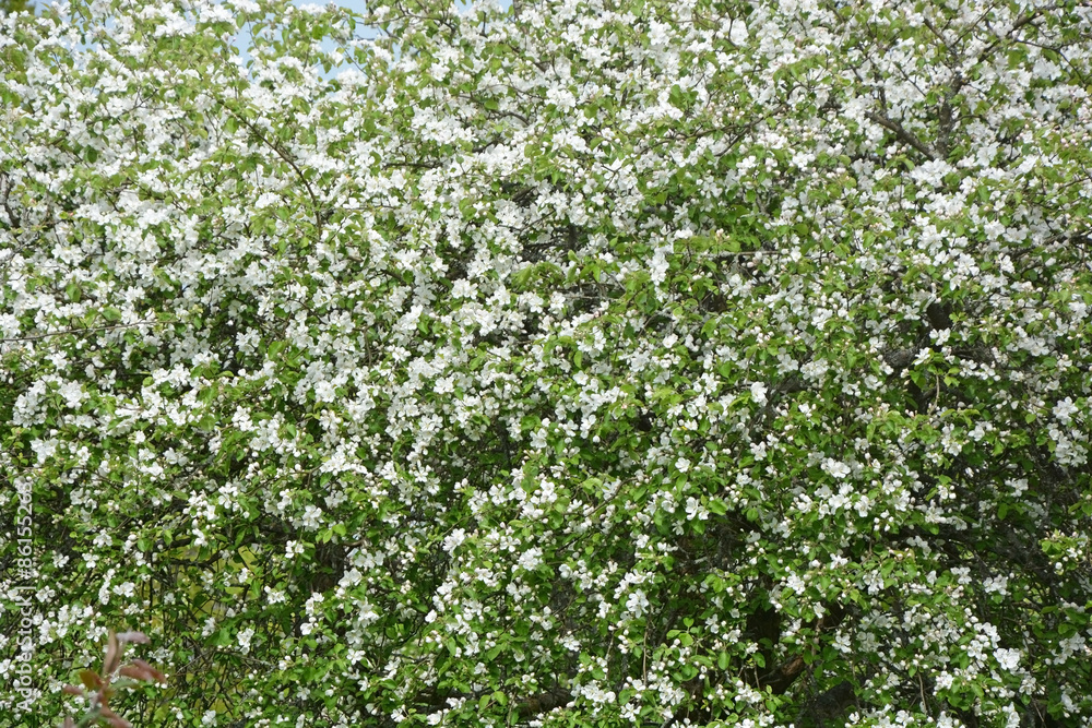 Blooming apple tree at the park. Spring season scene Blooming apple tree at the park. Spring season scene