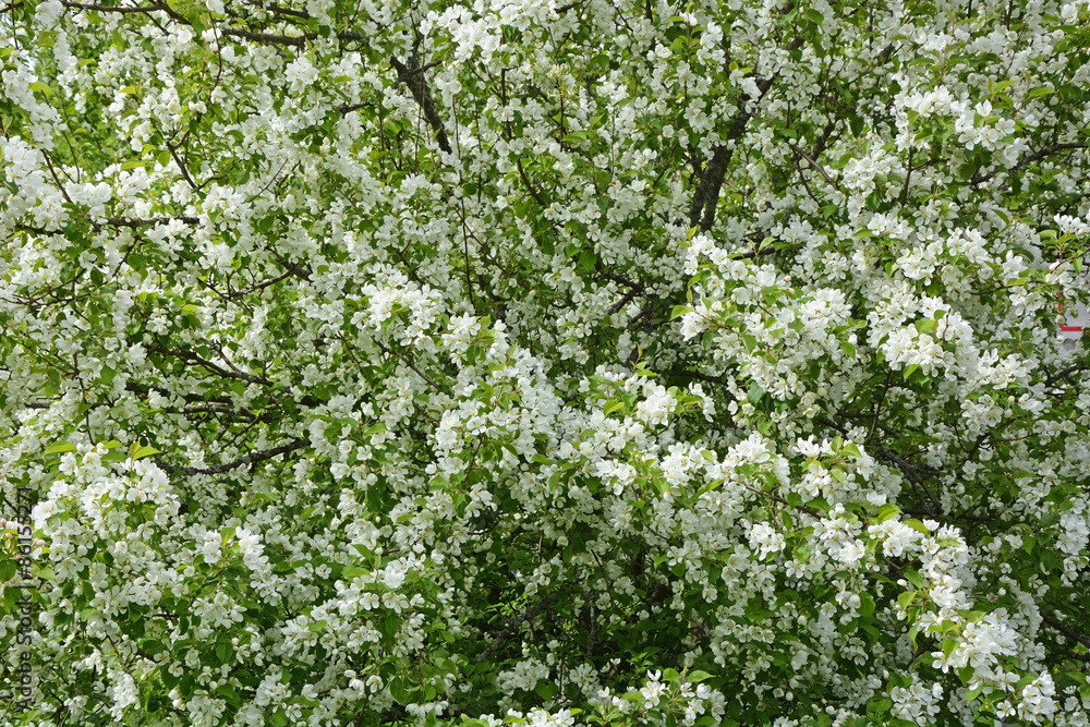 Blooming apple tree at the park. Spring season scene Blooming apple tree at the park. Spring season scene