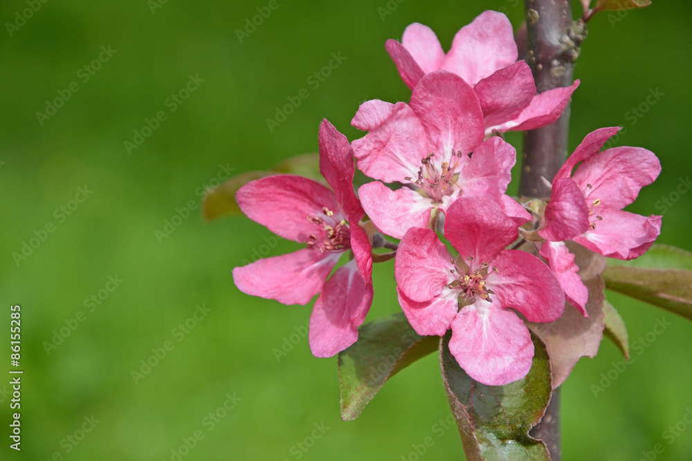 Blooming apple tree at the park. Spring season scene Blooming apple tree at the park. Spring season scene