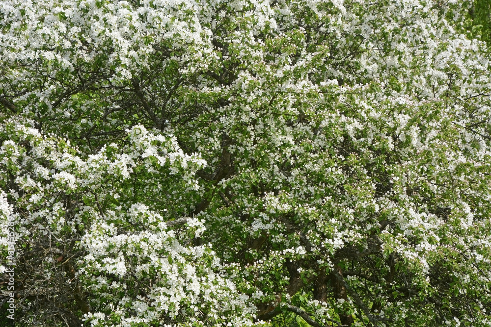 Blooming apple tree at the park. Spring season scene Blooming apple tree at the park. Spring season scene