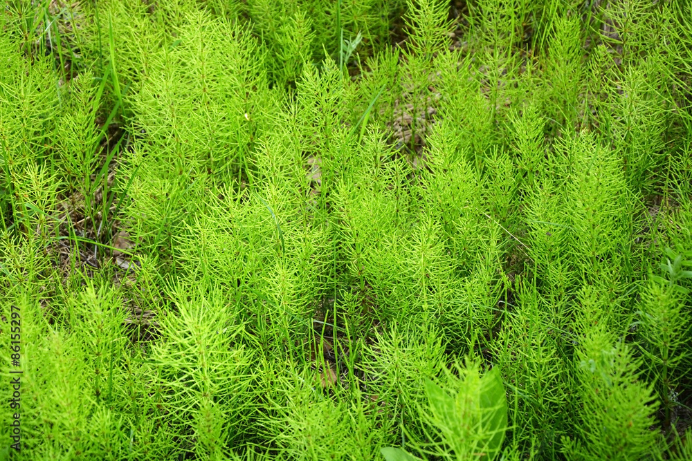 Ancient plant as a background at spring season, called Horsetail