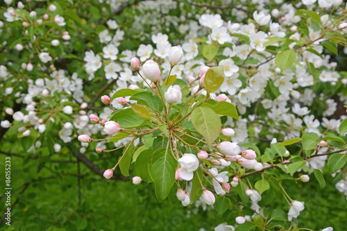 Blooming apple tree at the park. Spring season scene