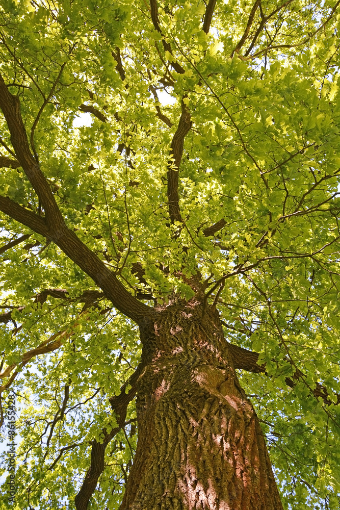 Fototapeta premium Green oak tree at the summer season. Closeup view