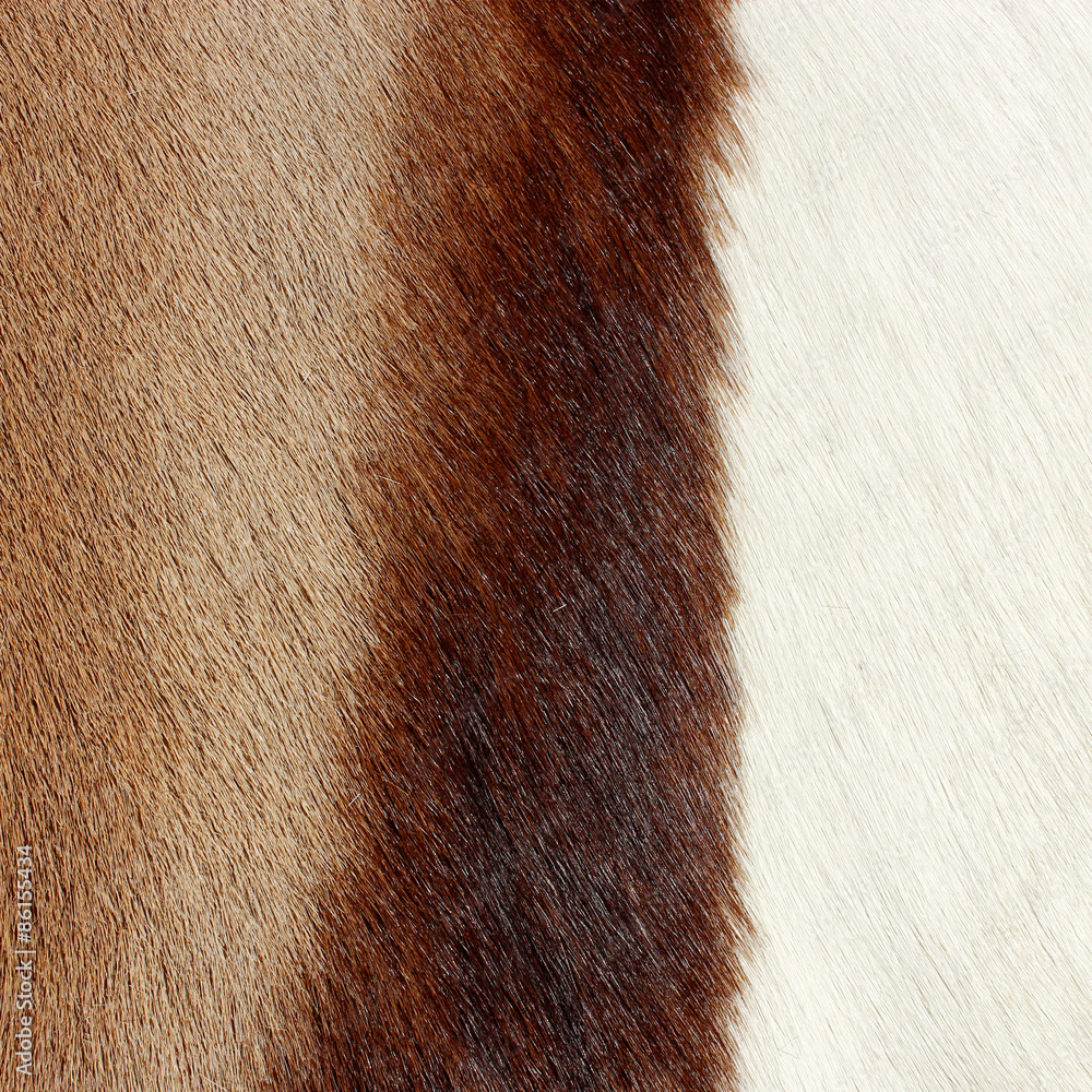 Abstract animal fur with brown and white skin Abstract animal fur with brown and white skin