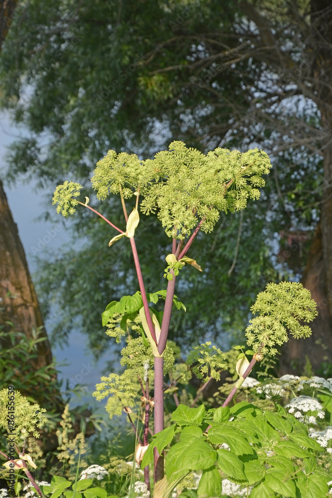 Poison plant- cowparsnip at the summer day