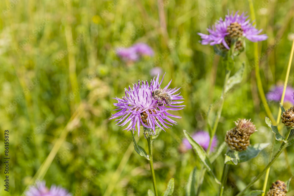 Bee on a flower Centaurea jacea (brown knapweed, brownray knapweed) Bee on a flower Centaurea jacea (brown knapweed, brownray knapweed)