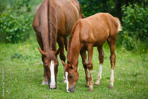 Foal horse with her mother © castenoid
