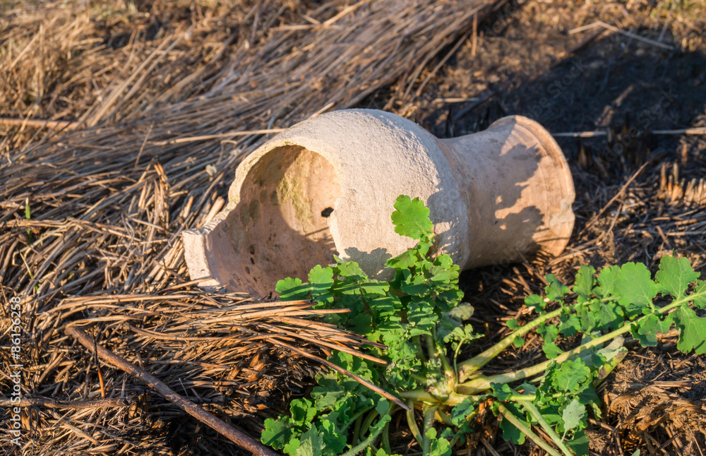 Obraz premium Возрождение жизни