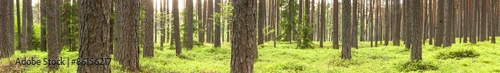 Fototapeta Naklejka Na Ścianę i Meble -  Green pine tree forest in summer