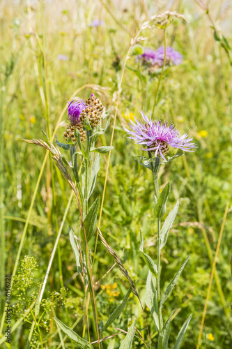 Centaurea jacea L. (brown knapweed, brownray knapweed) photo