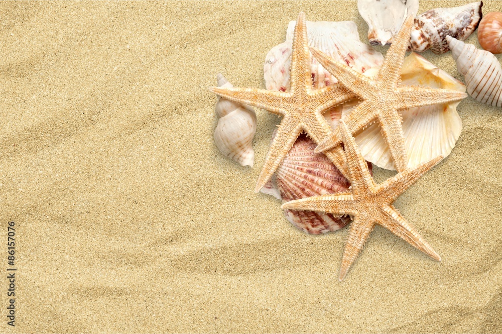Starfish, Shell, Sea Life. Starfish, Shell, Sea Life.