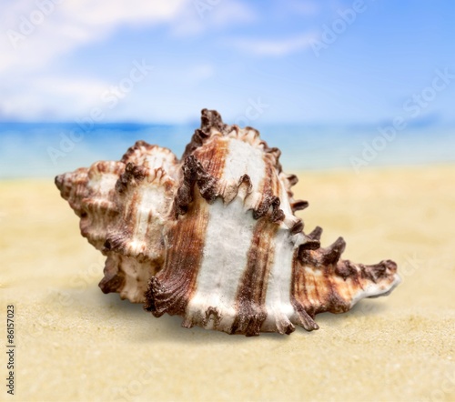 Shell, sea, collection.