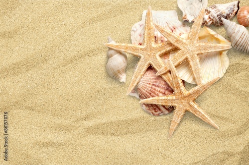 Starfish, Shell, Sea Life.