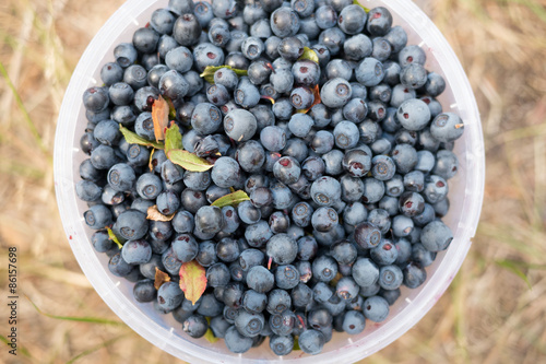 Fresh picked organic blueberries  in the bucket