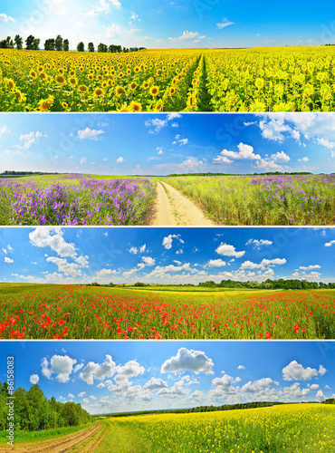 Tablou canvas Set of flower fields