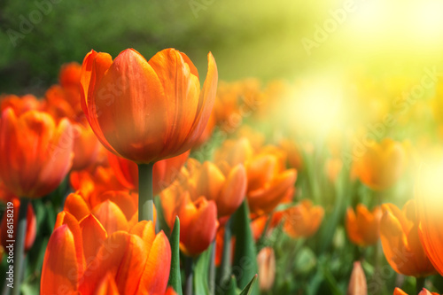 orange tulips