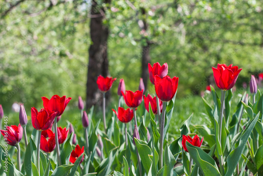 Obraz premium red tulips