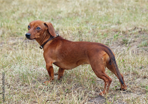 Portrait of chestnut flat-coated dachshund on natural background