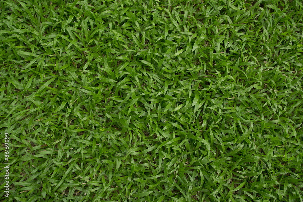 Grass Grass