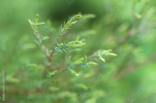 Green branch on a green background