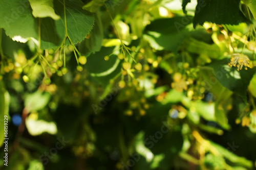 linden blossoms