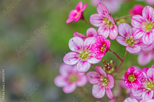 courtyard flowers