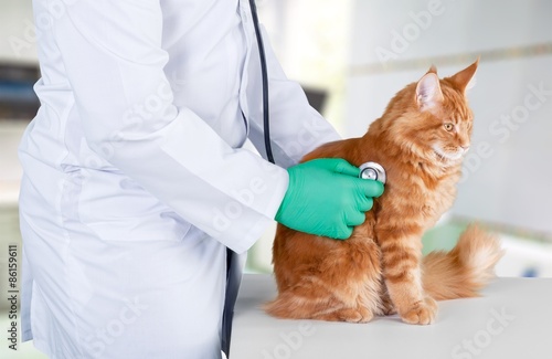 Veterinarian, vet, cat.