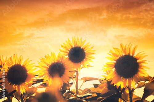 Fototapeta Naklejka Na Ścianę i Meble -  Sunflowers in the field at sunset