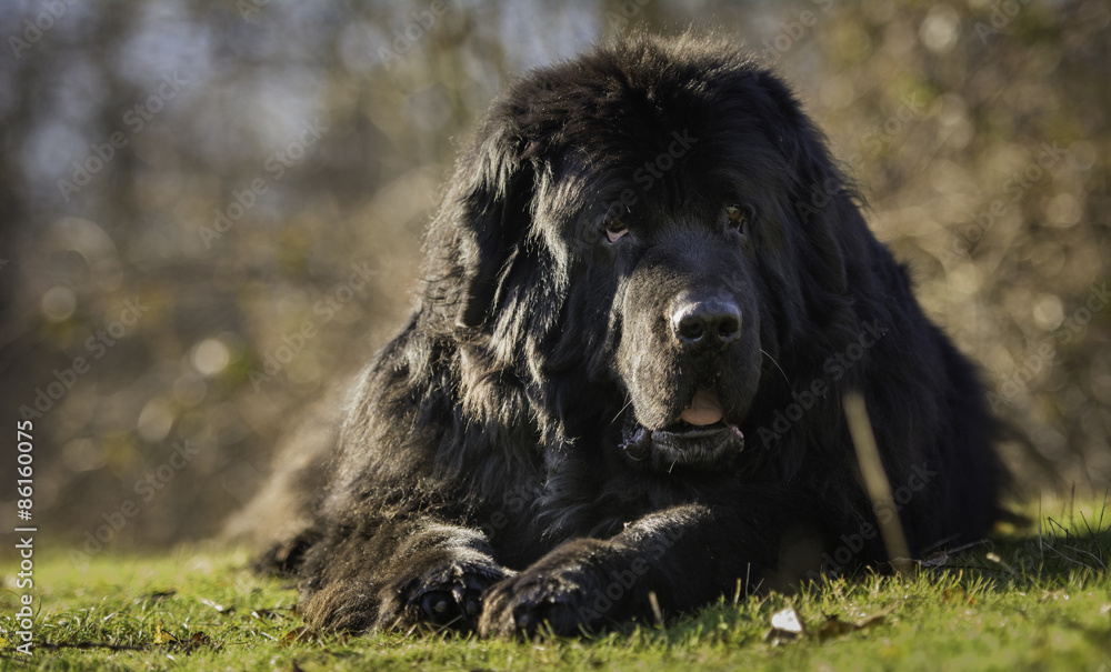 Fototapeta premium my dog friend