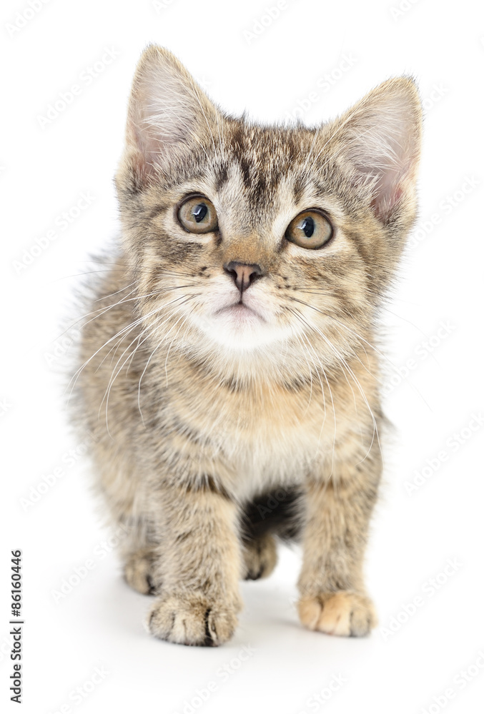 Obraz premium Kitten on a white background