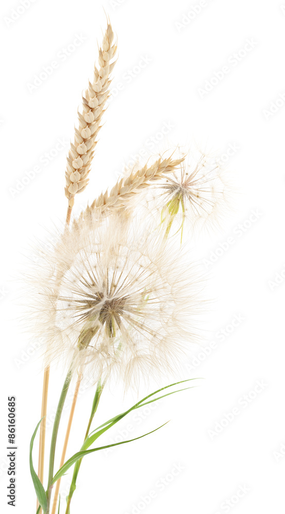Wheat and dandelions. Wheat and dandelions.
