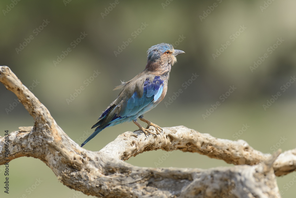 Indian Roller