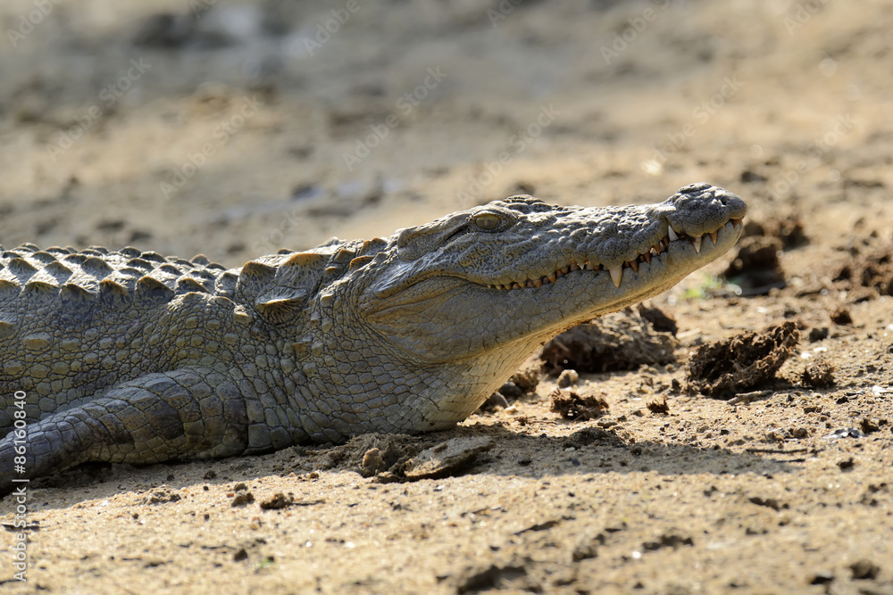 Obraz premium Crocodile